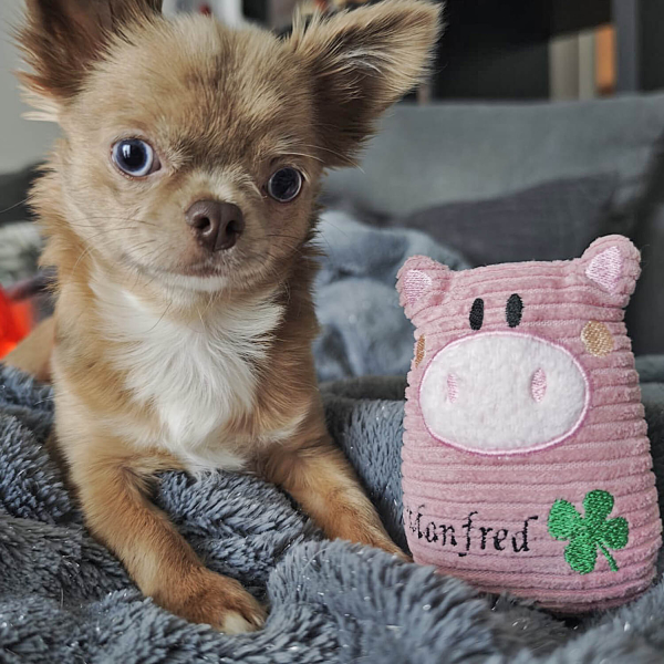 Hundespielzeug Schwein personalisiert